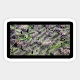 Nature Graphic Pattern Sticker